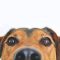 Pet Fee – Charlotte